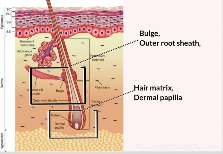 Diagram of a hair follicle highlighting 4 areas: the dermal papilla and Hair matrix at the bottom of the hair shaft, and outer root sheath and bulge above them. These are the key areas of your folliclewhere cells which control your hair cycle & growth are damaged by laser and IPL hair removal.