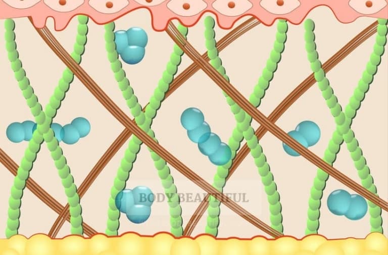 Illustrated diagram showing molecular view of the dermis skin layer. Collagn and elastin fibres mesh and stretch the height, and round Hyaluronic Acid molecules attach to them.