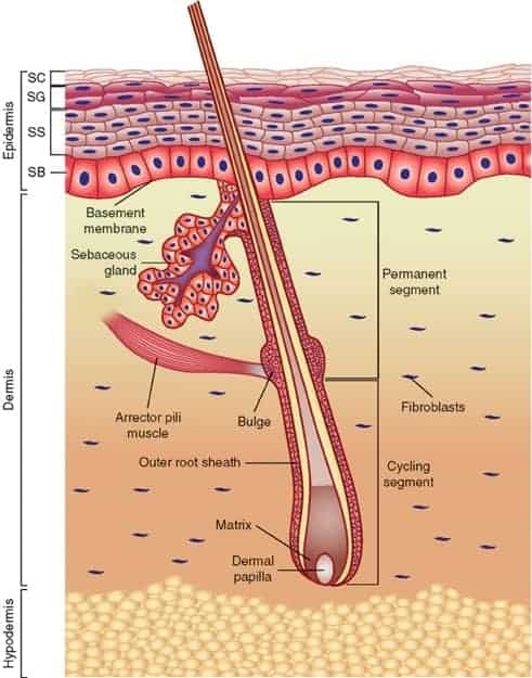 Detailed diagram of a hair follicle. The dermal papilla is at the bottom of the bulb, then the hair matrix. The outer root sheath surrounds the hair shaft (hair fibres) and the bulge sits a small way up the outer root sheath next to the Arrector pili muscle which makes your hair stand up and causes sebum to exit the sebum gland.