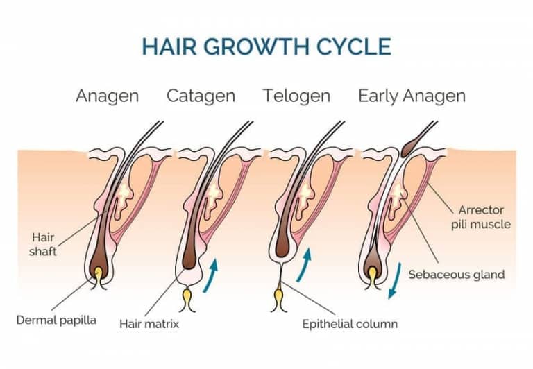 Illustration of human hair in the 3 growth stages, 1 Anagen growth stage, 2 Catagen growth stops and follicle and hair retract, 3 Telogen follicle inactivity and hair falls out, back to early Anagen where the follicle connects to the dermla papilla again and hair grows.