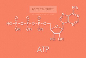 Diagram of the chemical structure of adenosine triphosphate (ATP) molecule.