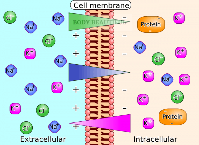 Diagram showing the cell membrane with different concentration of the charged ions chlorine, sodium and potassium in and out of the cell creating a bioelecrtric potential.