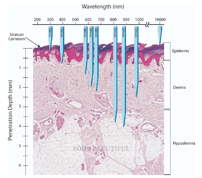 Illustrative graph showing the penetration depth (mm) in human skin of different light wavelengths.