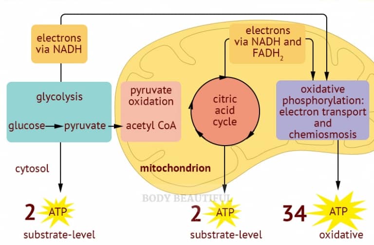 A simple diagram showing the 4 stages of mitochonrial respiration with how many ATP molecules are output at each stage.