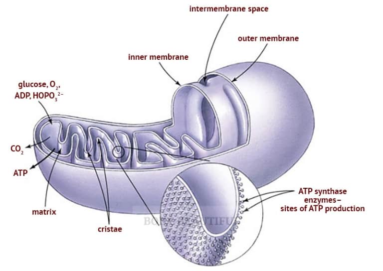 3D diagram of a cell mitochondira showing the membranes and matrix and the ATP synthase enzymes along the inner membrane.