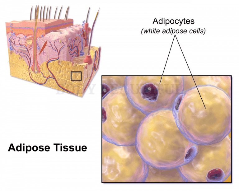 diagram of white fat cells in the skin. Radio Frequency skin tightening targeted at fat causes these fat cells to die.