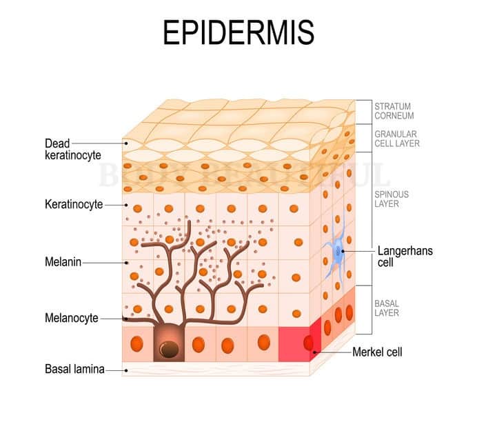 Cross section diagram of human skin layers with the dry, stratum corneum on the outside