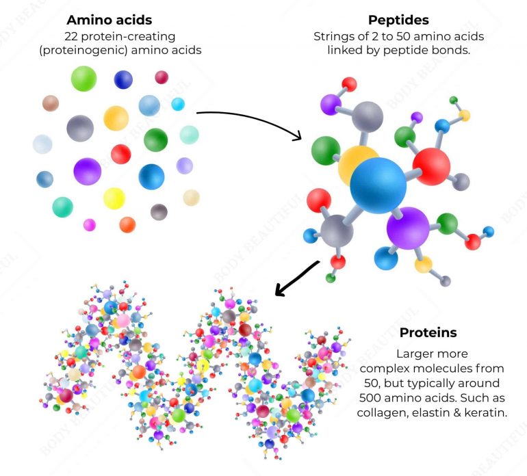 There are 22 protein creating amino acids. Strings of 2 to 50 amino acids linked by peptide bonds are called Peptides. Proteins are larger and more complex molecules made from 50 but typically 500 amino acids.