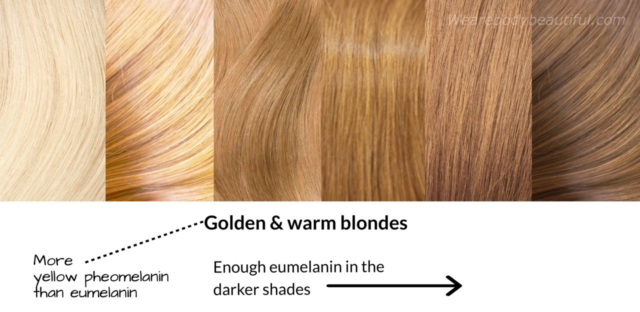 Shade of golden/warm blond hair; from very light blond, golden, dirty, honey, and dark blonde shades. They have more yellow pheomelanin than eumelanin. The darker shades and some lighter shades may have enough eumelanin for the IPL hair removal to work.