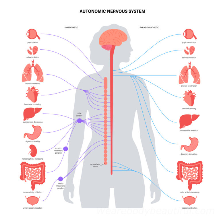 Illustration of the hhuman Autonomic Nervous system, with the different functions controlled around the body by the Sympathetic and Parasympathetic nervouse systems.